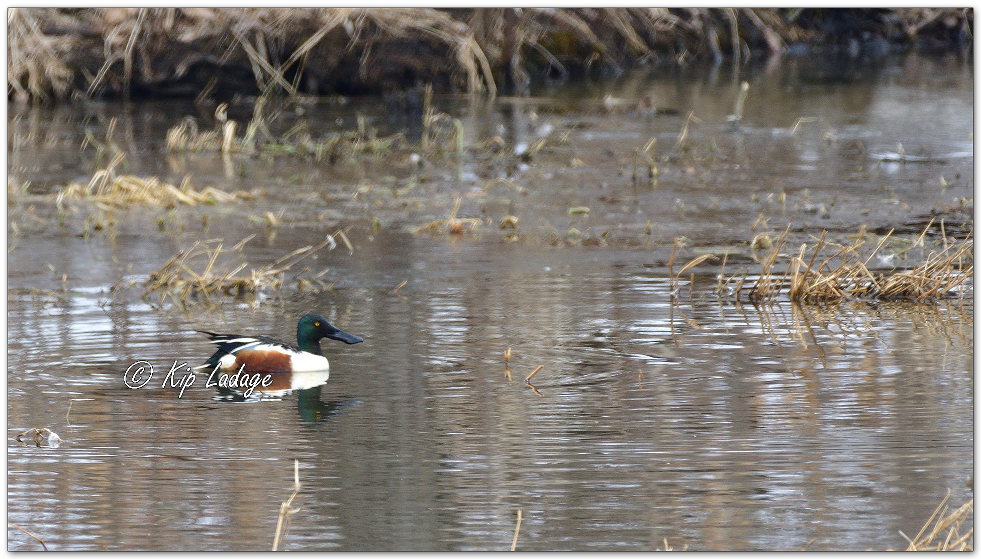 Northern Shoveler - Image 1067033