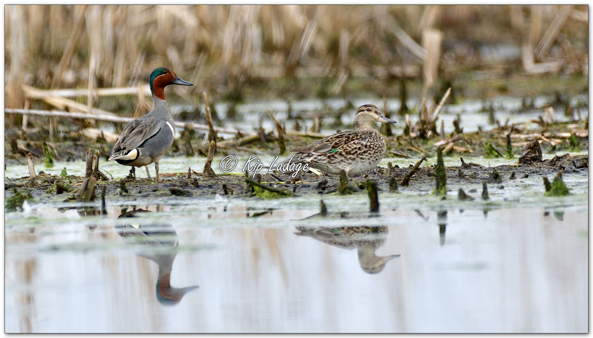 Green-winged Teal - Image 1093305
