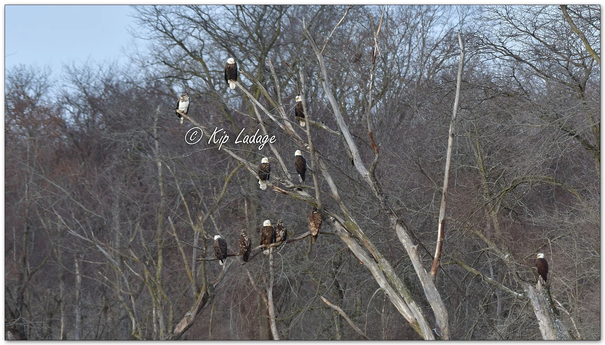 Bald Eagles in Tree - Image 1073435