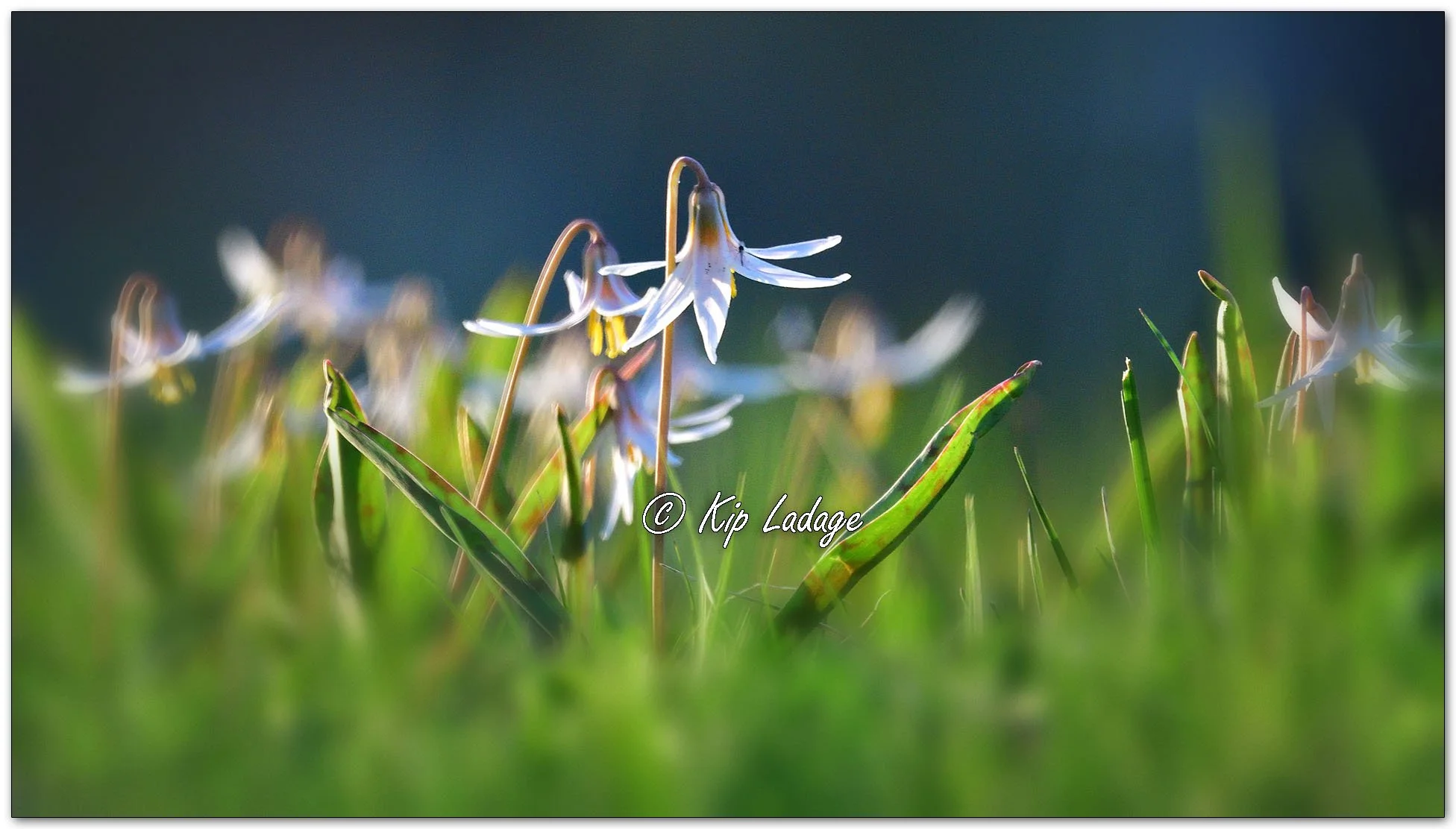 Dogtooth Violet (Trout Lily) - Image 1090997
