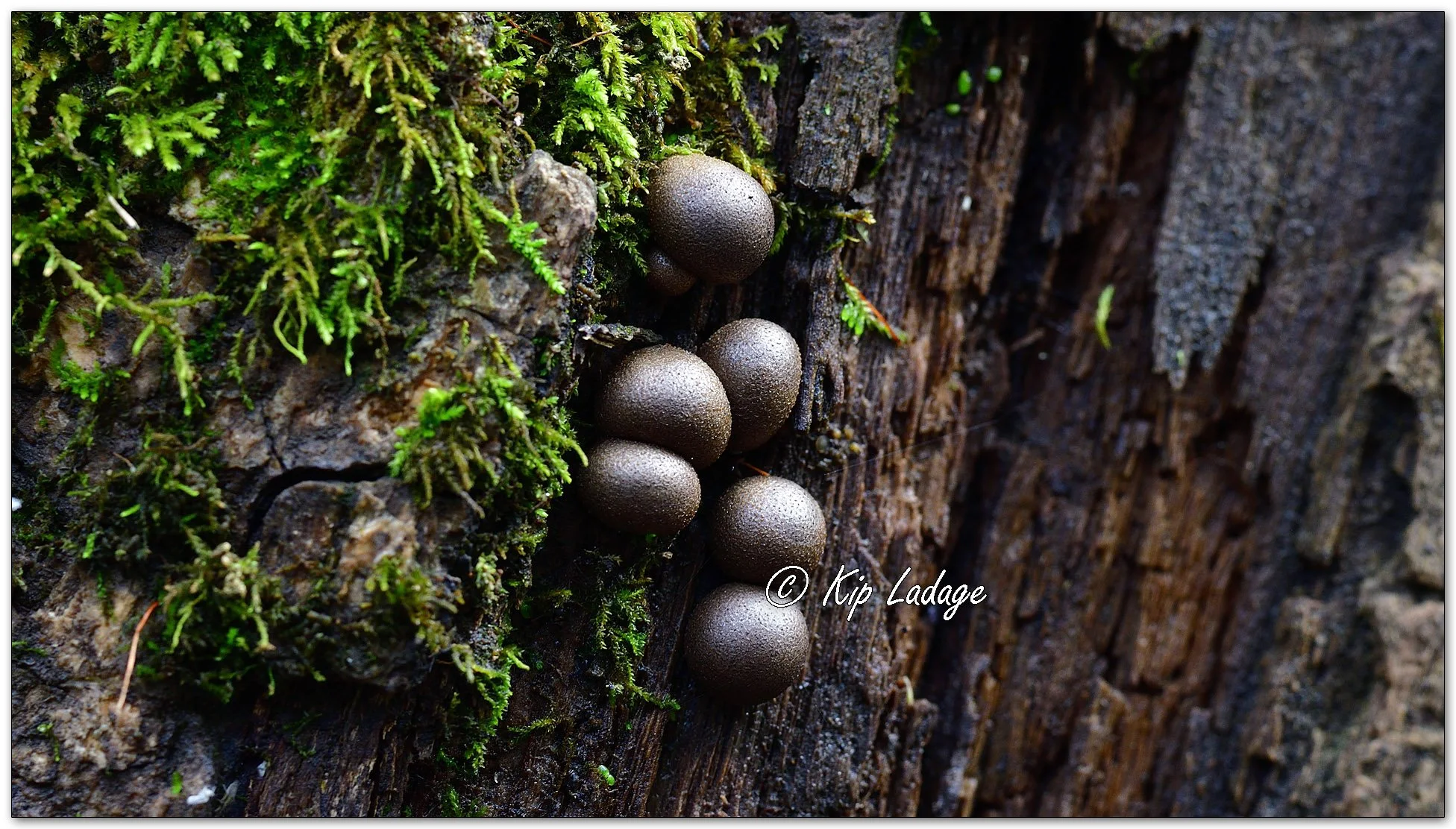 Wolf's Milk Slime Mold - Image 1154263
