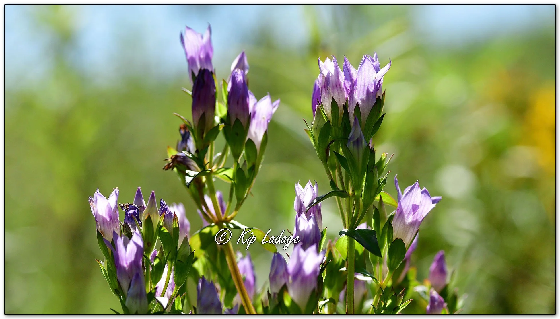 Stiff Gentian - Image 1145555