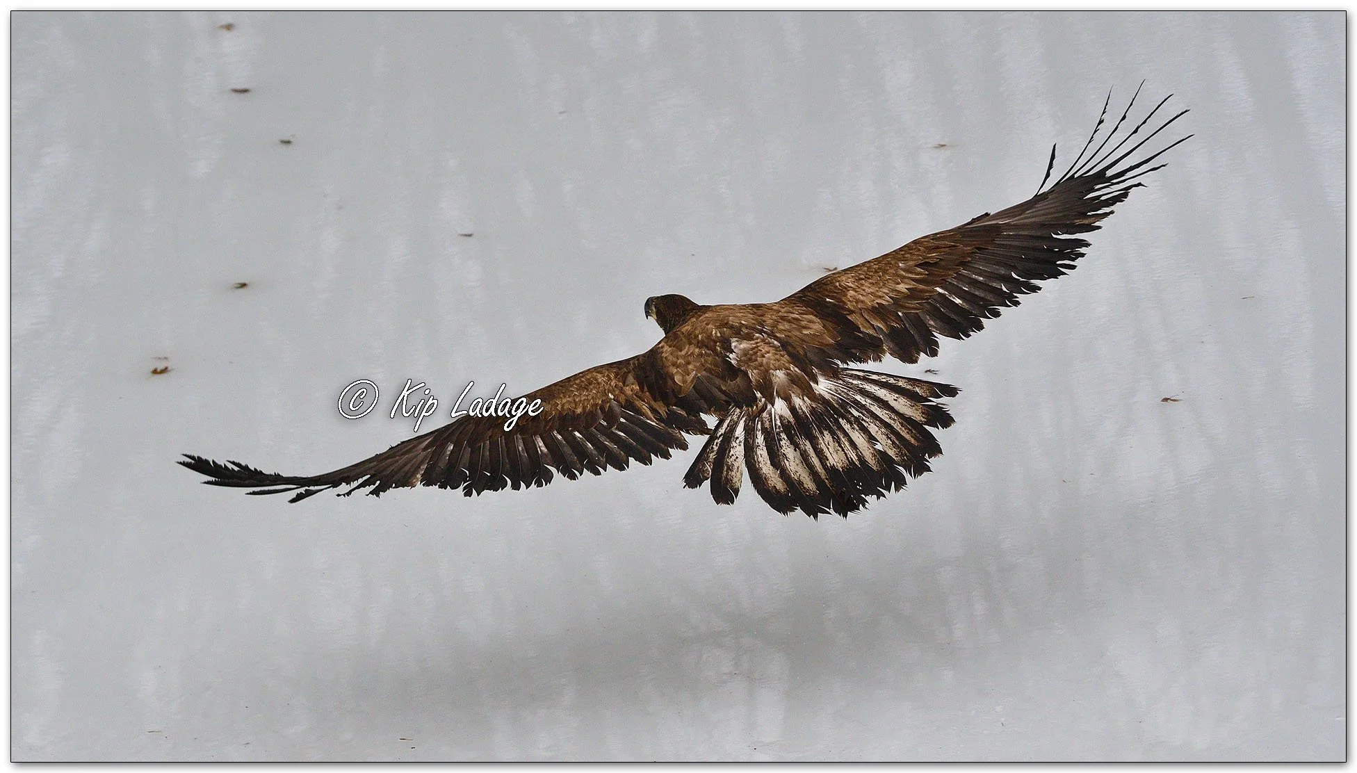 Young Bald Eagle in Flight Over Ice - Image 1053100
