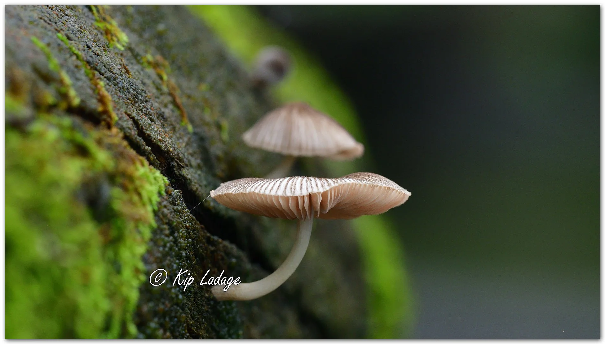 Pleated Pluteus - Image 1134499