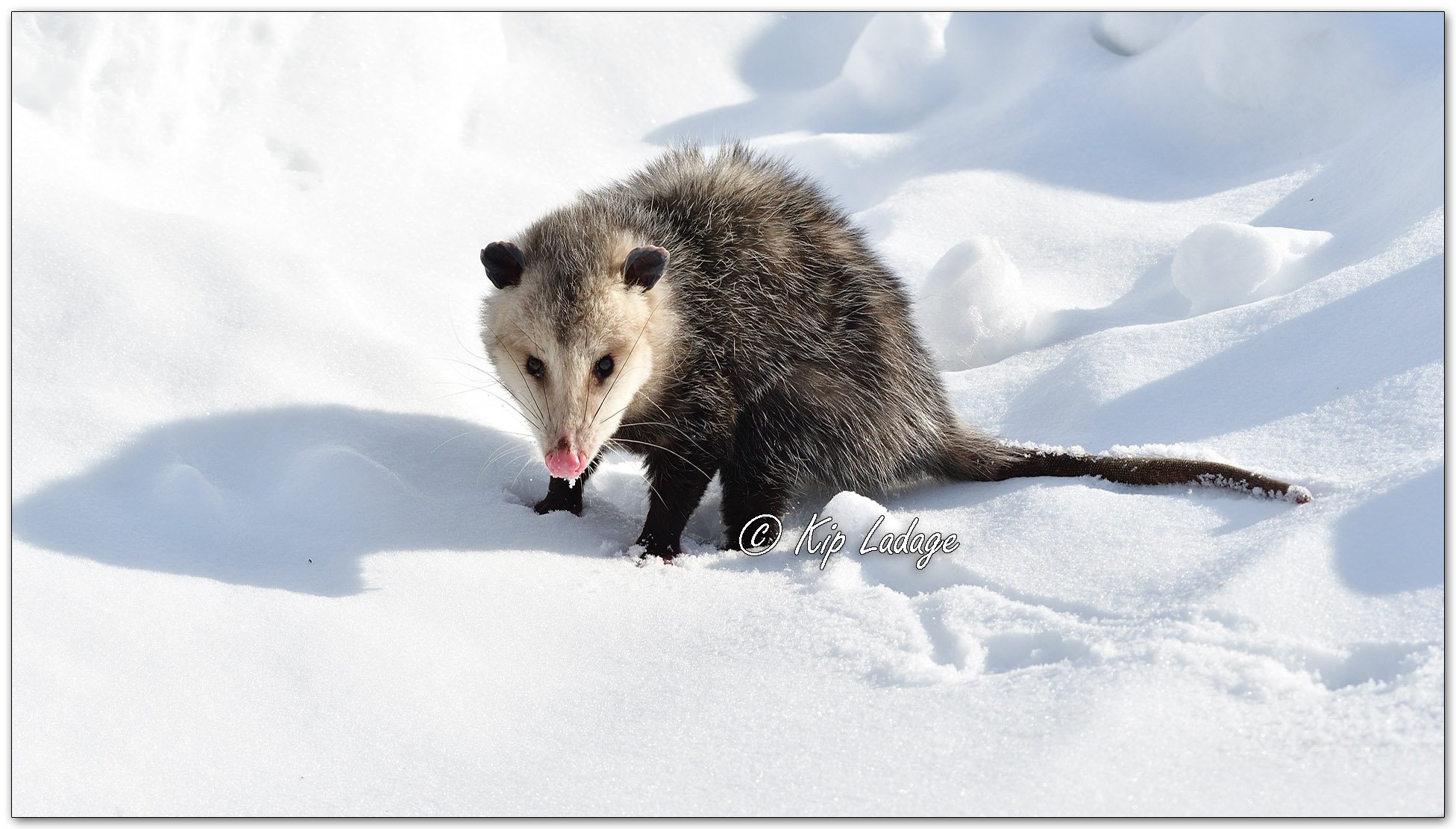 Opossum in Snow - Image 1049703