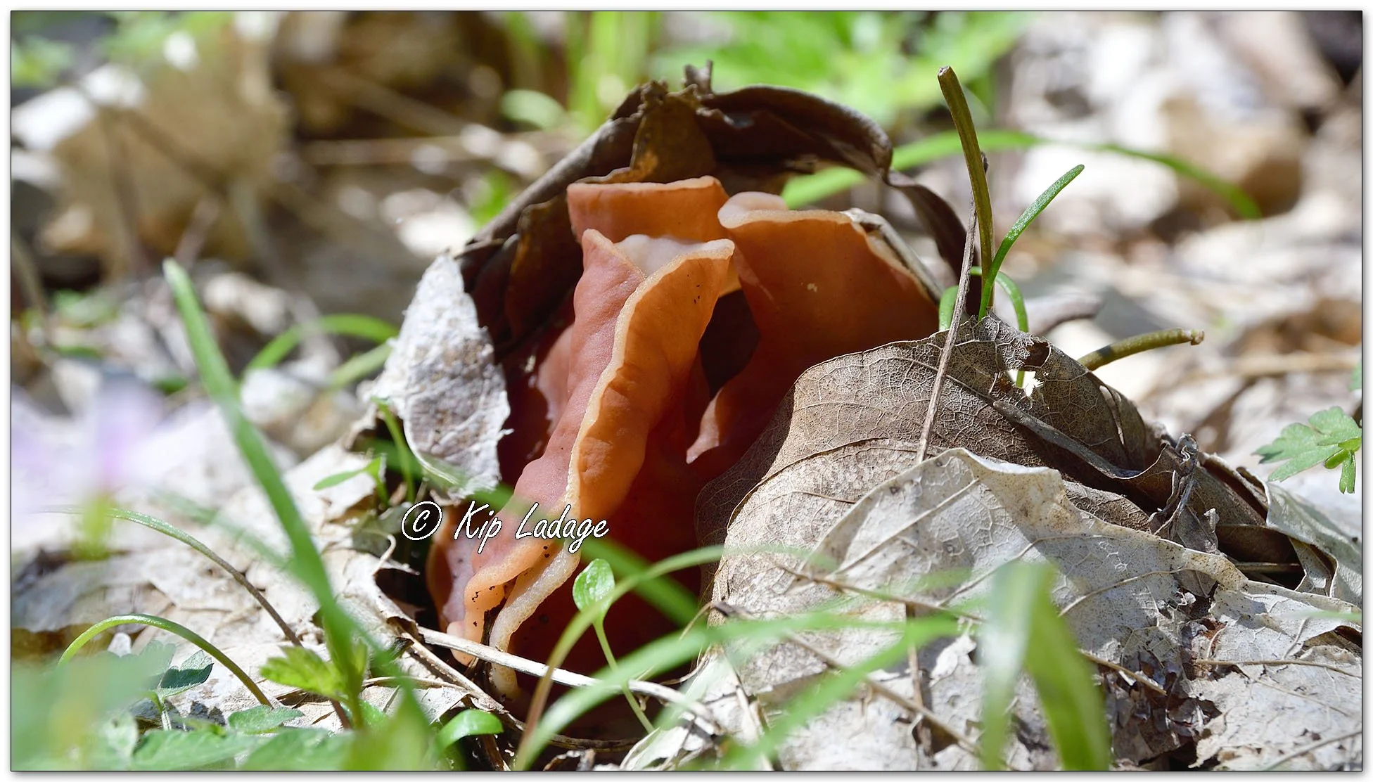 Discina Brunnea (Pig's Ear Fungus) - Image 1089205