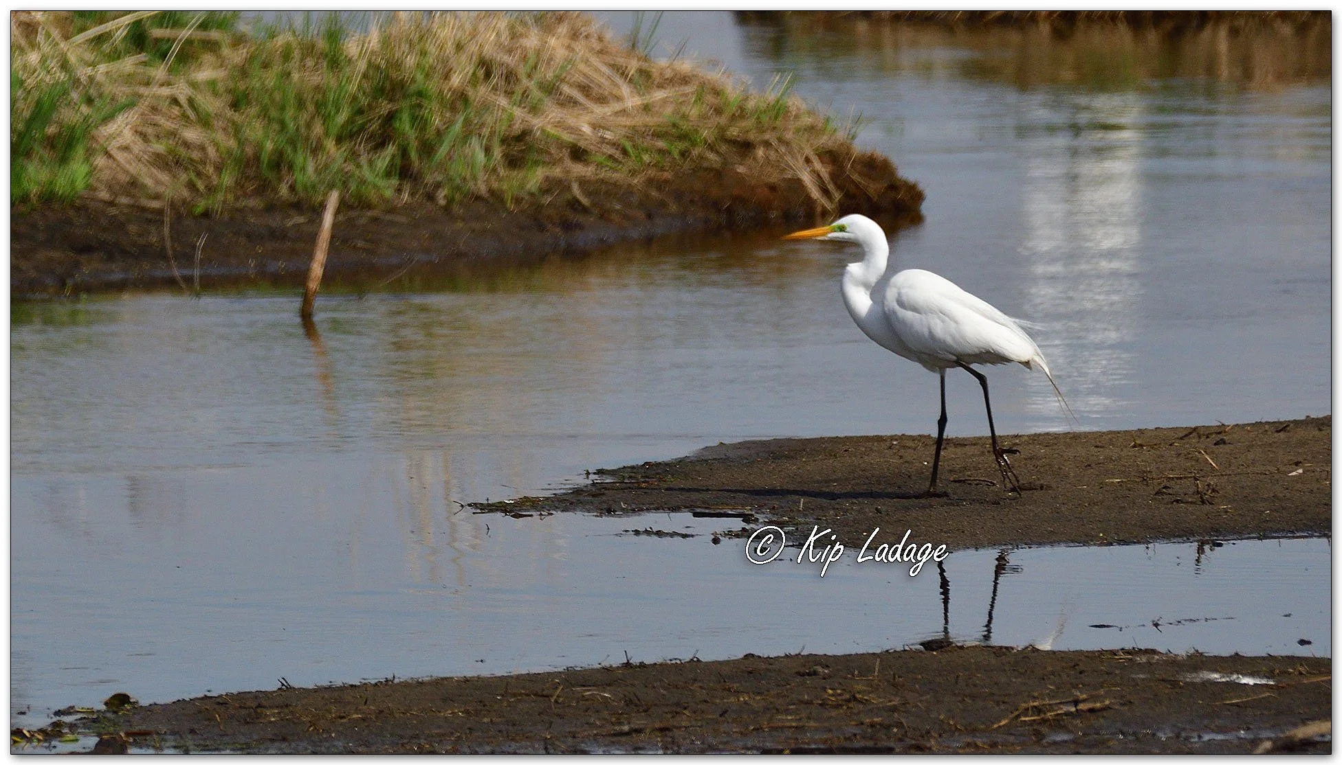 Great Egret - Image 1088458
