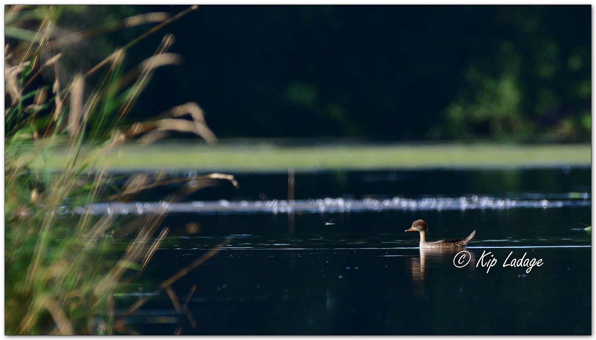 Hooded Merganser - Image 1123101