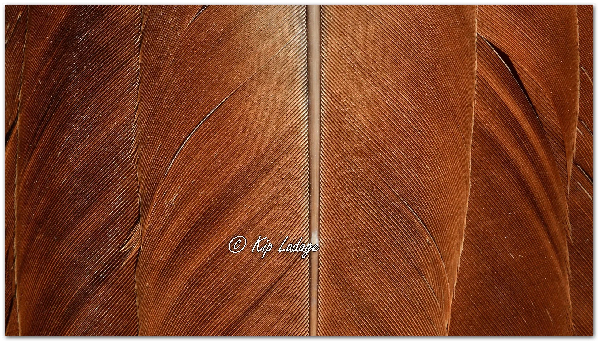 Red-tailed Hawk Macro - Image 1084739