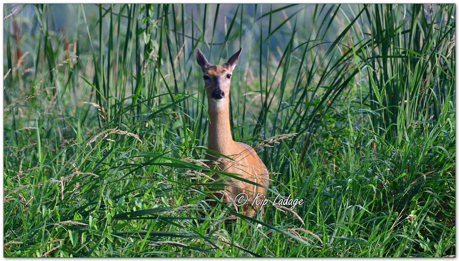 Whitetail Deer in Cattails - Image 1123256