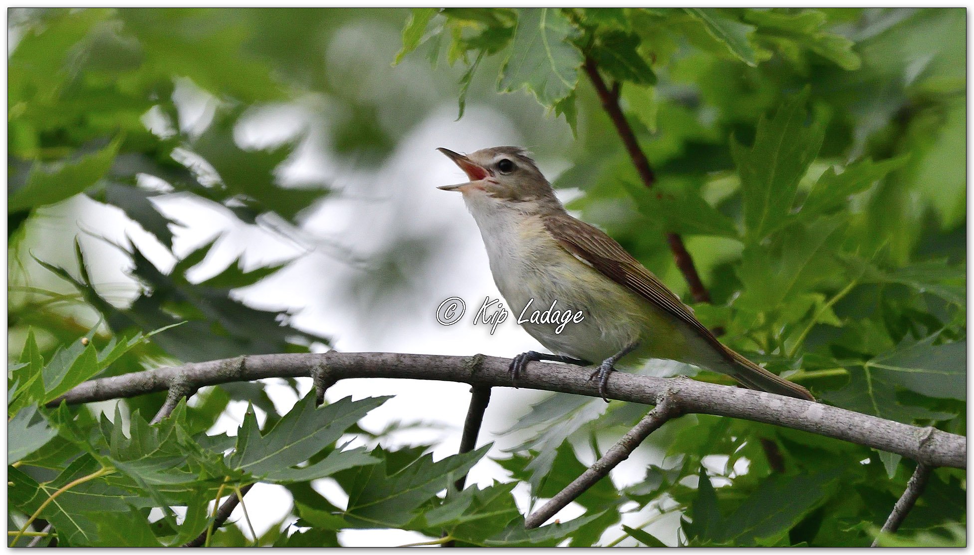 Eastern Warbling Vireo - Image 1115266