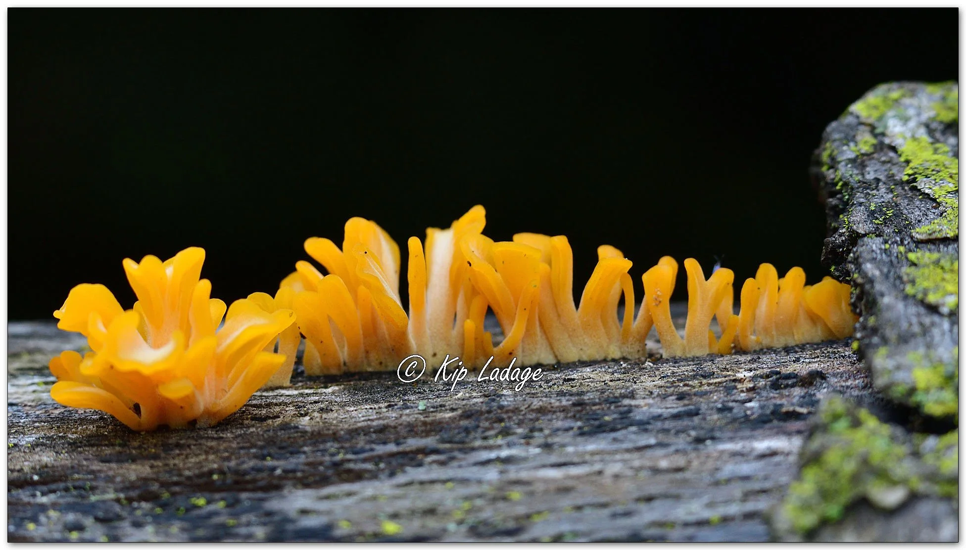 Fan-shaped Jelly Fungus - Image 1141131