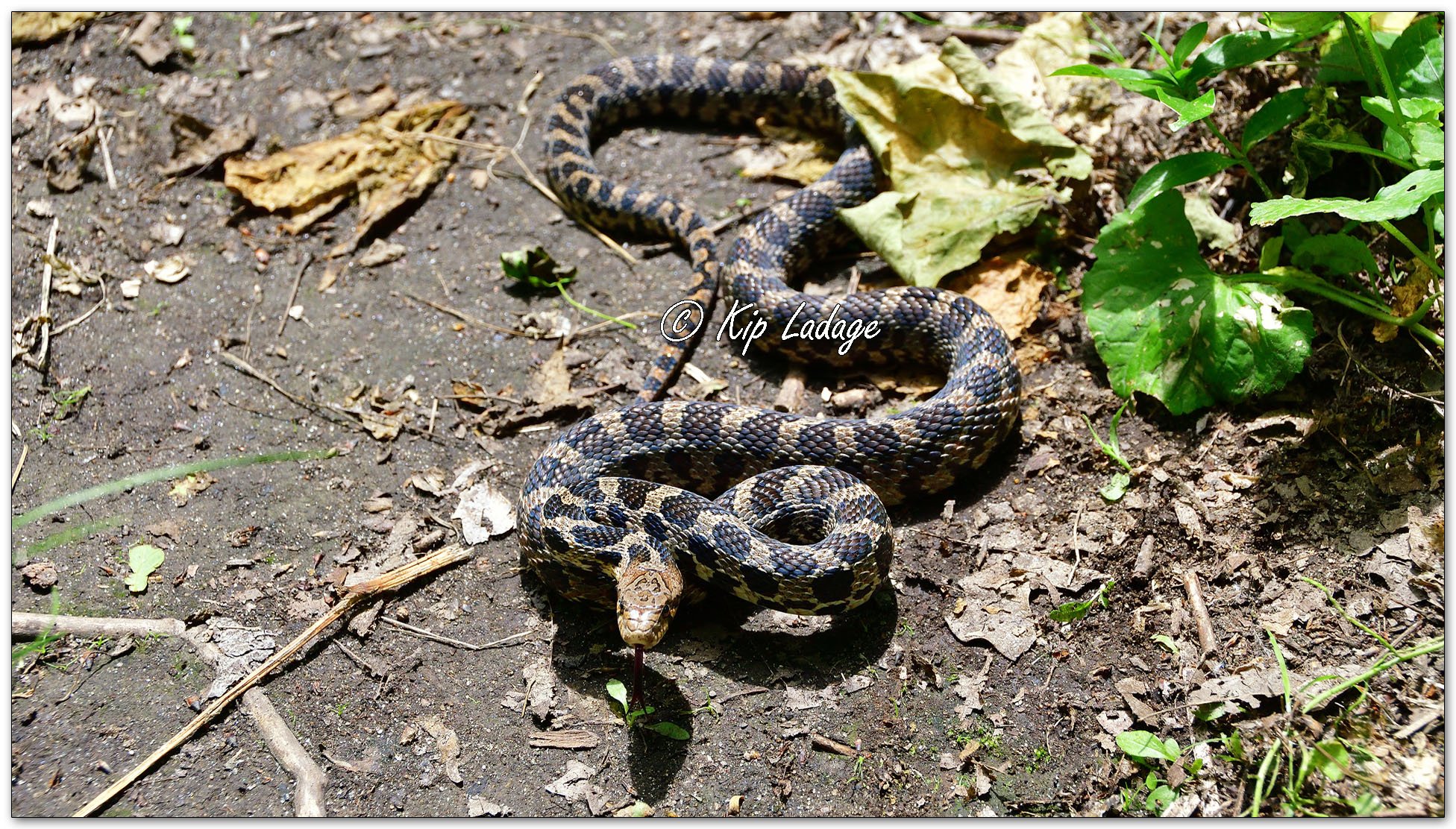 Fox Snake - Image 1100286