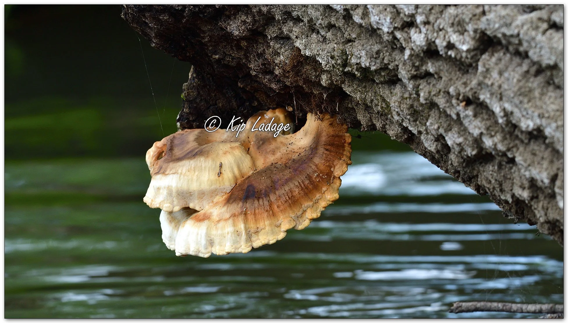 Chicken of the Woods - Image 1134192
