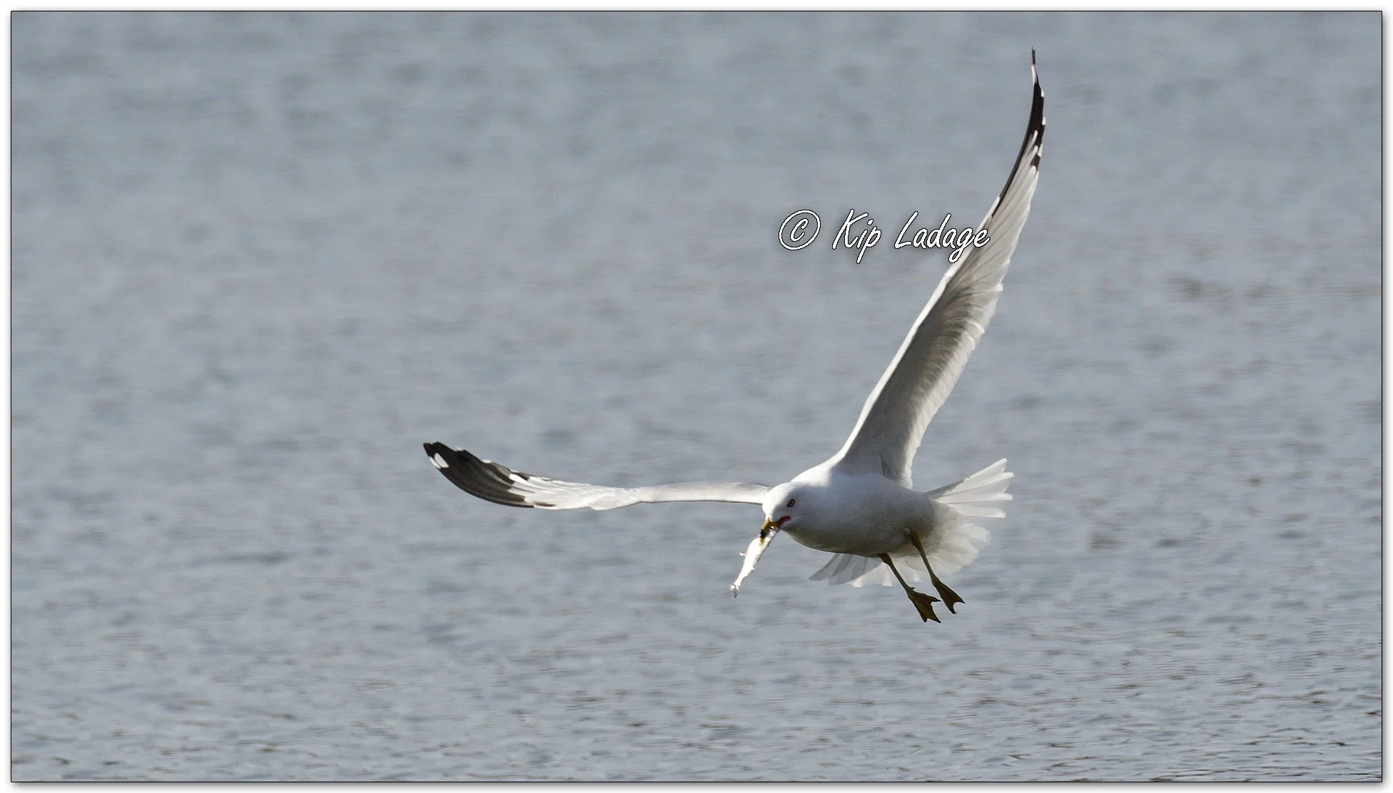 Ring-billed Gull - Image 1073827