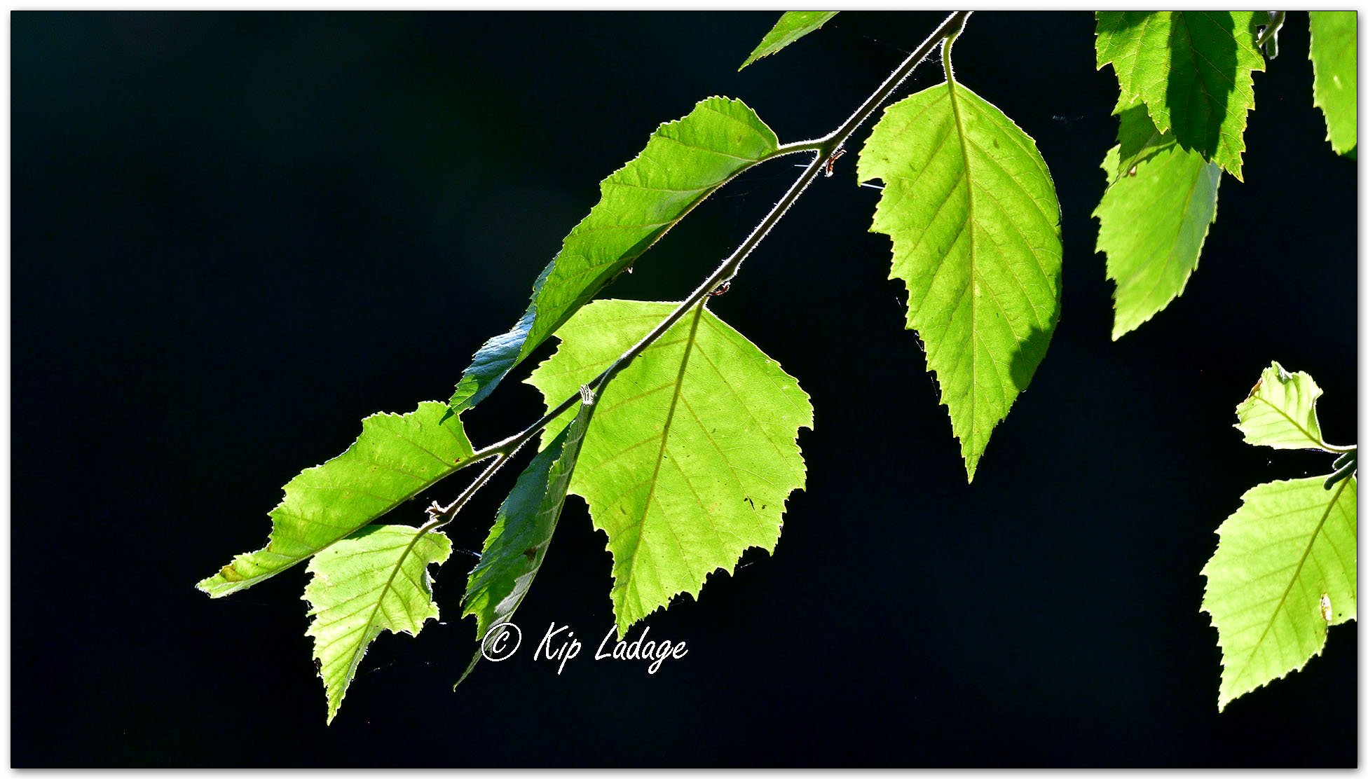 Backlit River Birch Leaves - Image 1130354