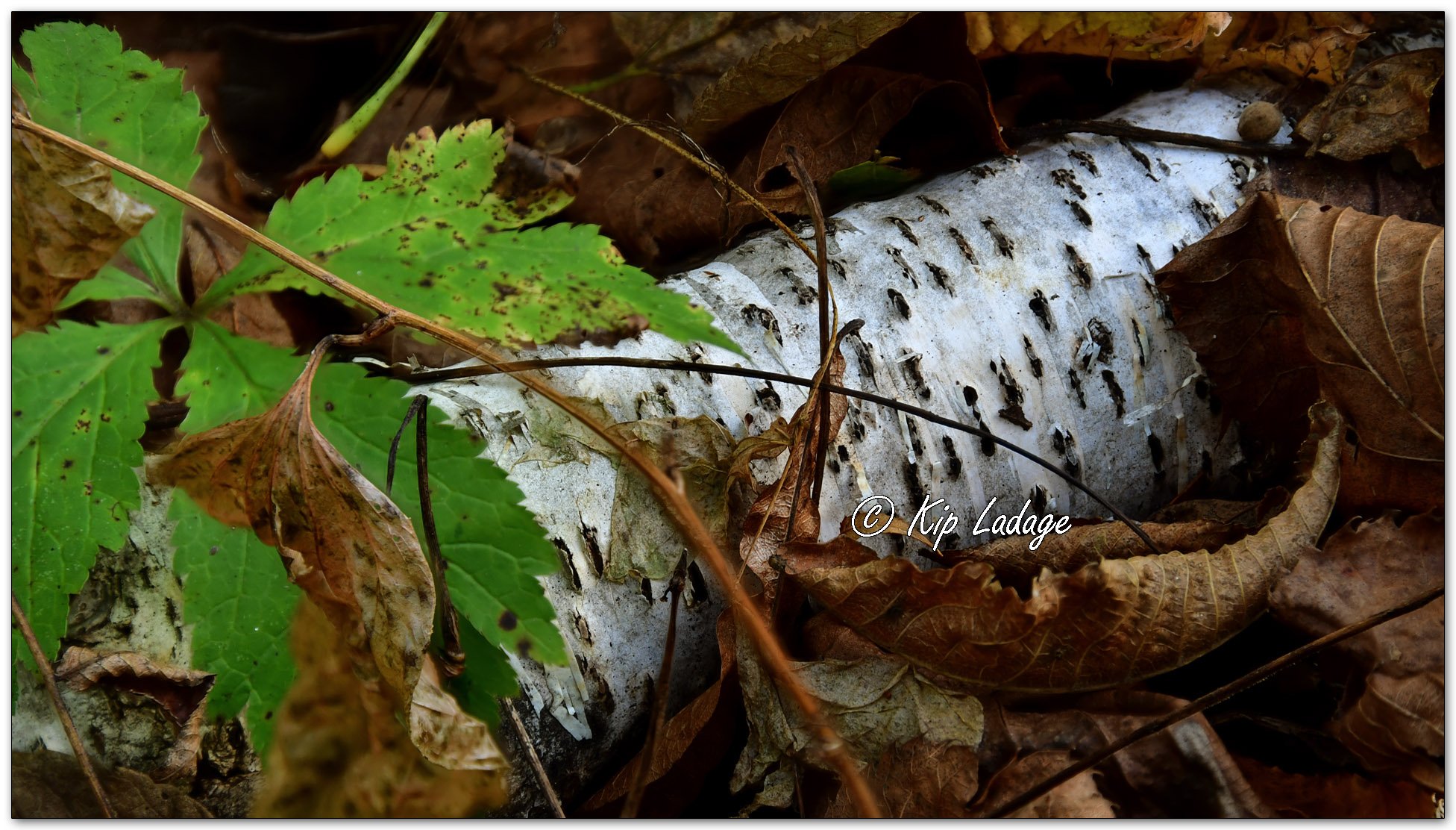 Paper Birch on Ground - Image 1165155