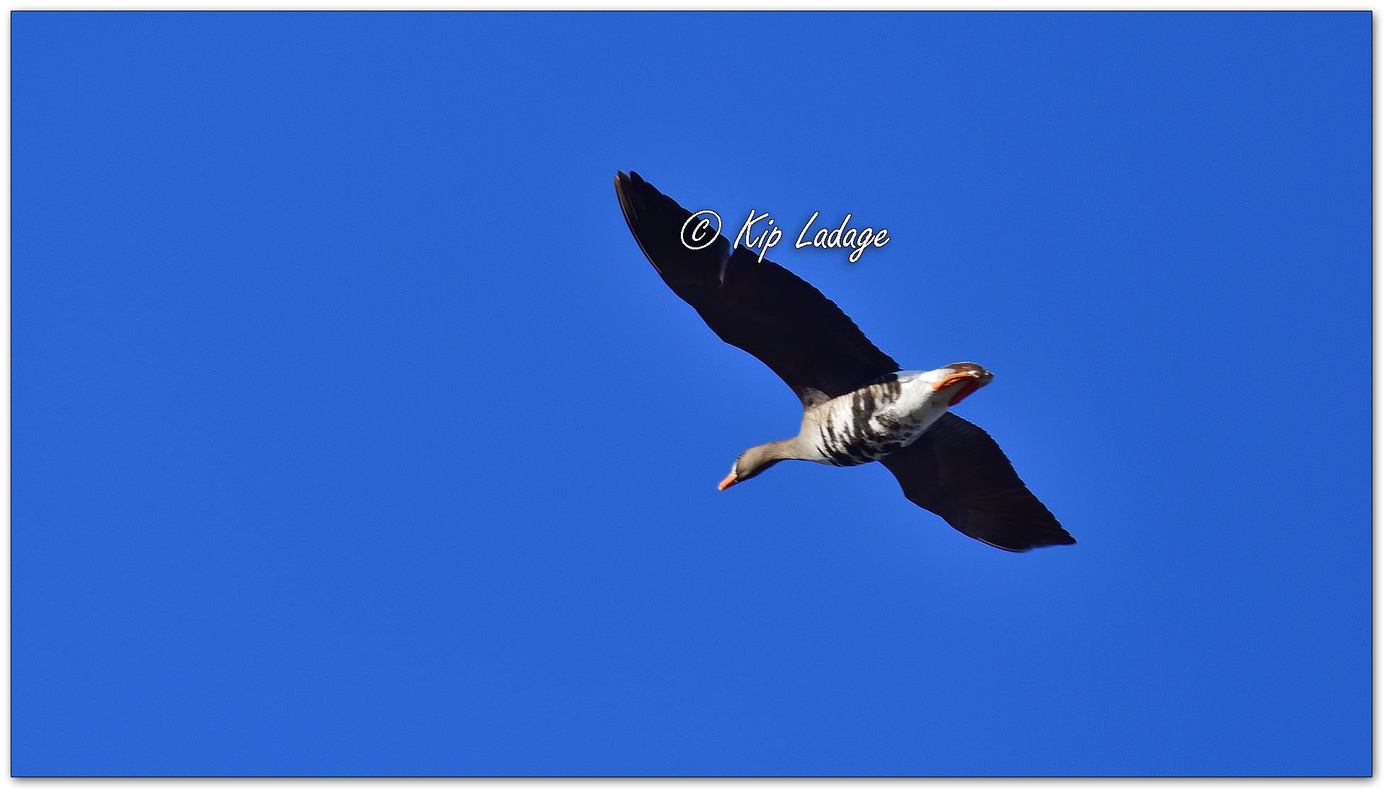 Greater White-fronted Goose - Image 1070113