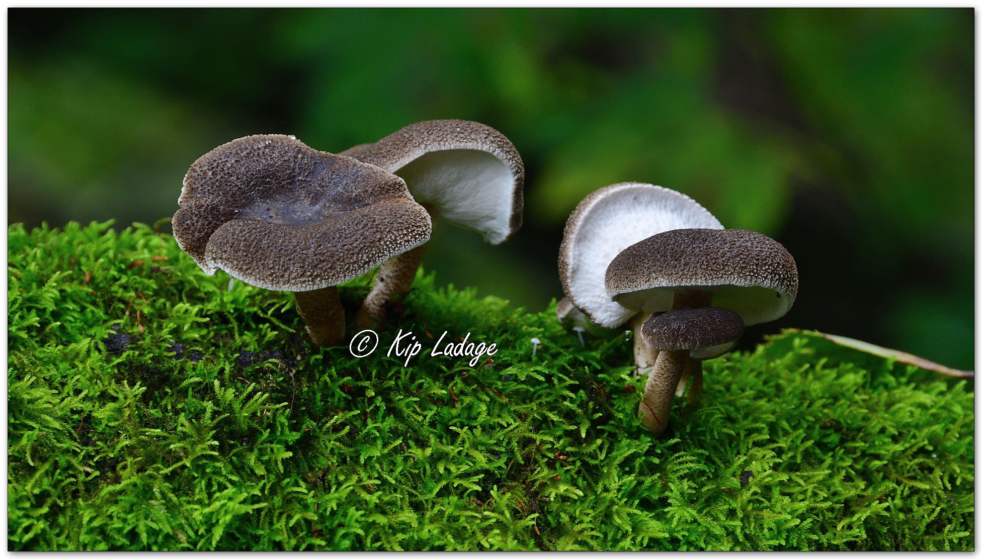 Winter Polypores - Image 1154076