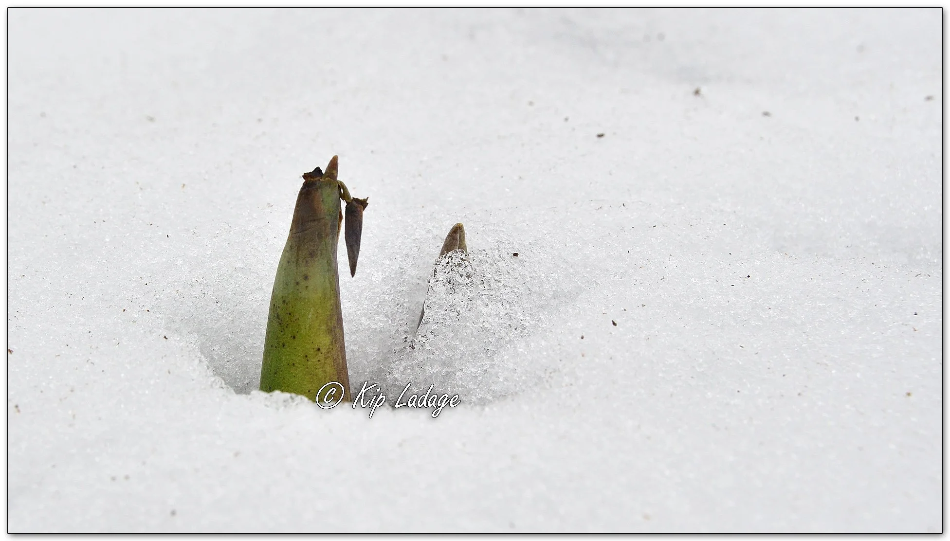 Skunk Cabbage = Image 1066736