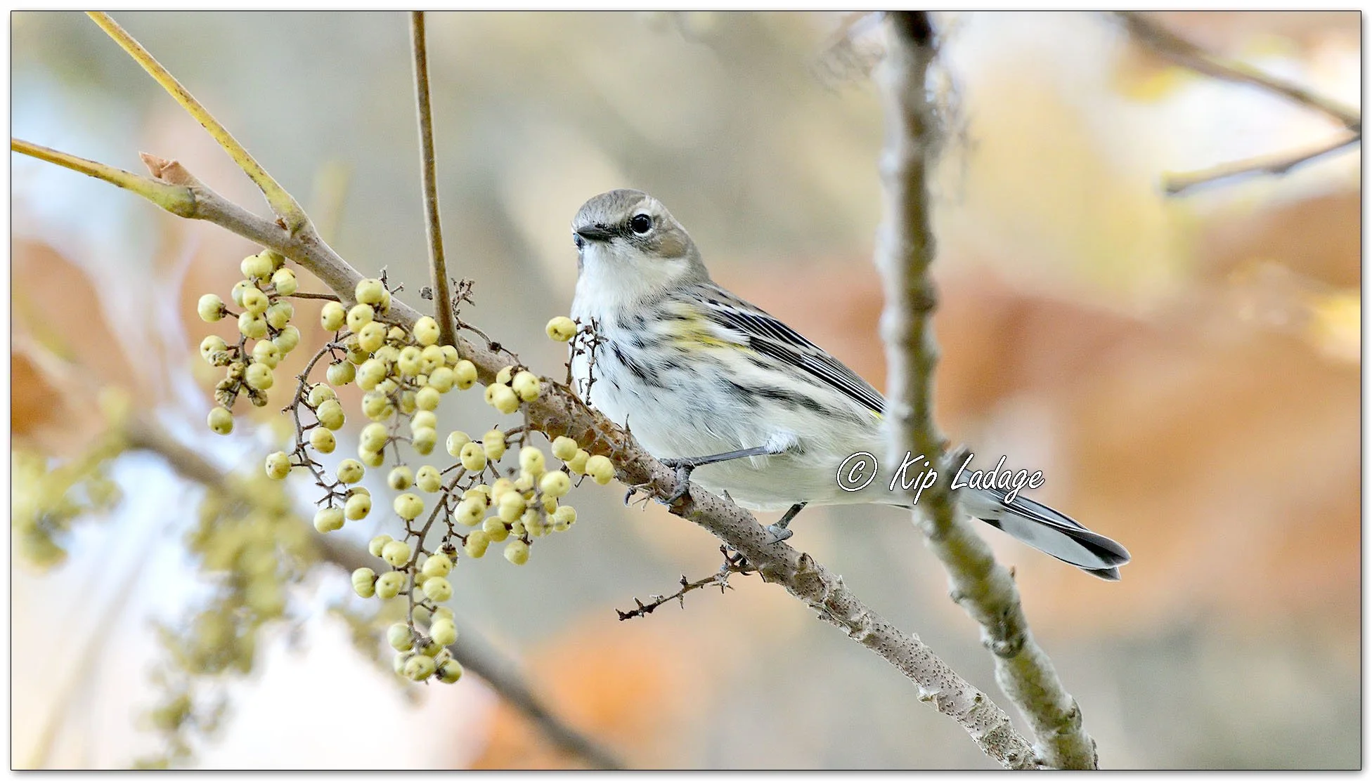 Yellow-rumped Warbler and Poison Ivy Berries - Image 1162391