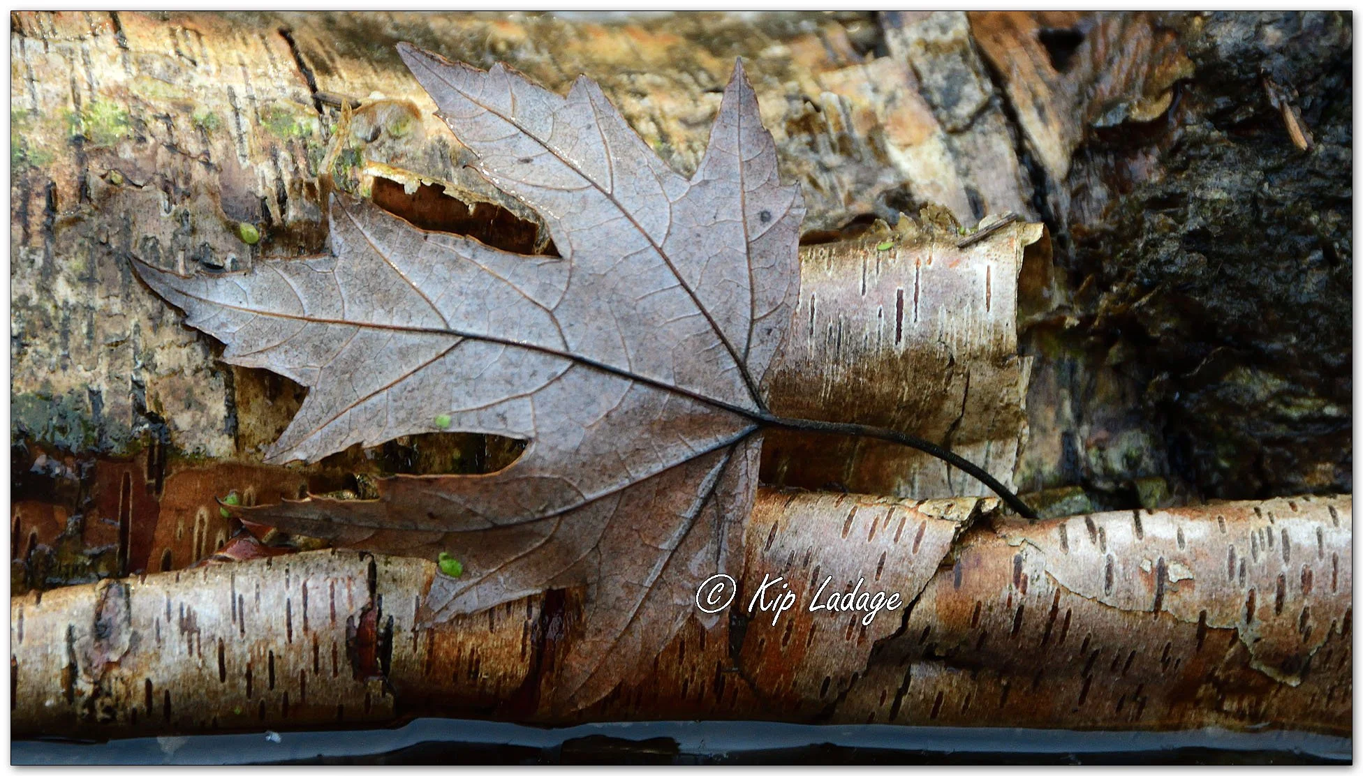 Autumn Leaf on River Birch Log in River - Image 1162253
