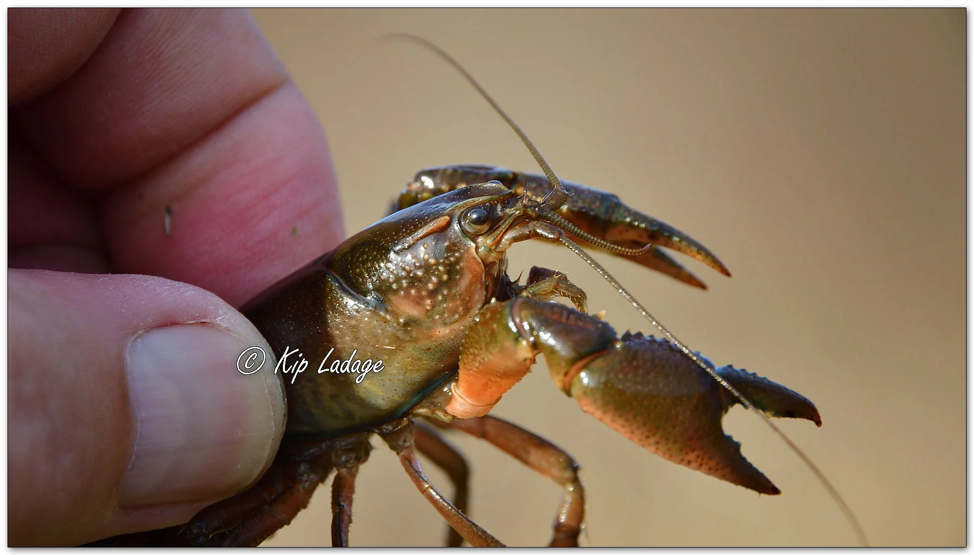 Crawdad - Image 1086897