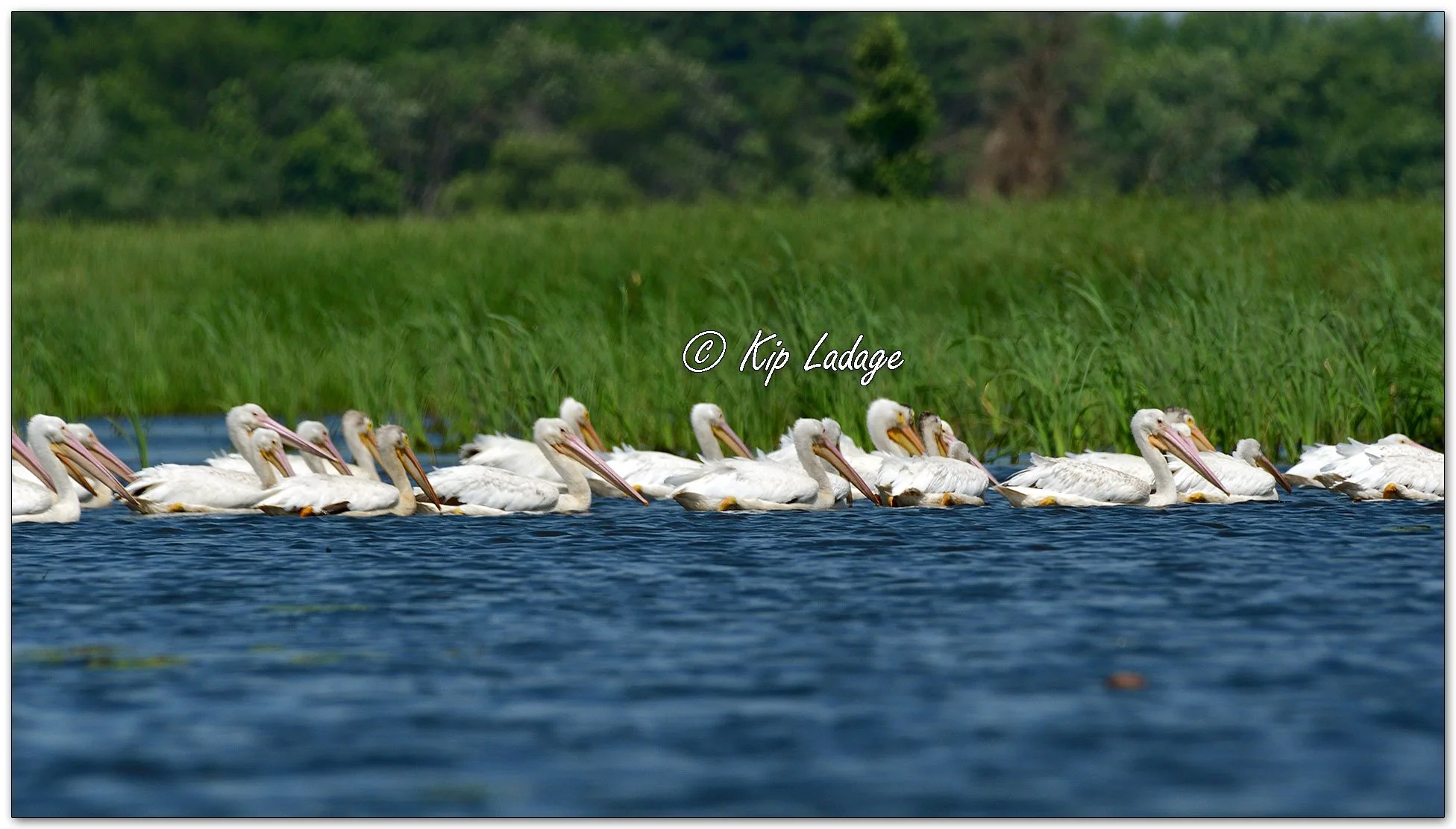 American White Pelicans - Image 1114972