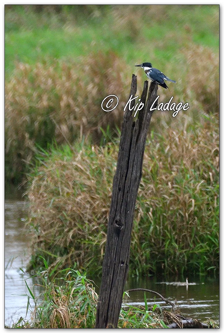 Belted Kingfisher - Image 1151968