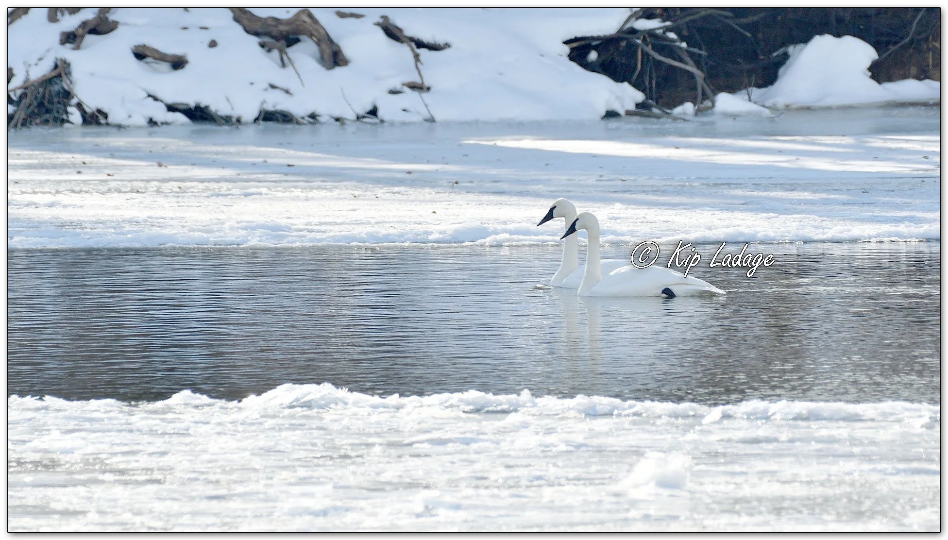 Trumpeter Swan in Winter - Image 1049947
