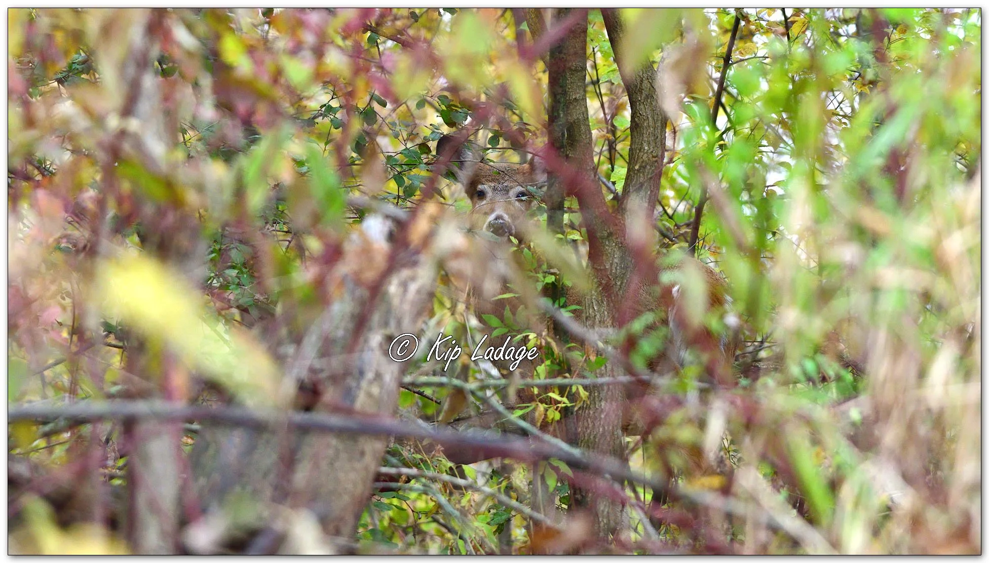 Whitetail Doe in Brush - Image 1041078