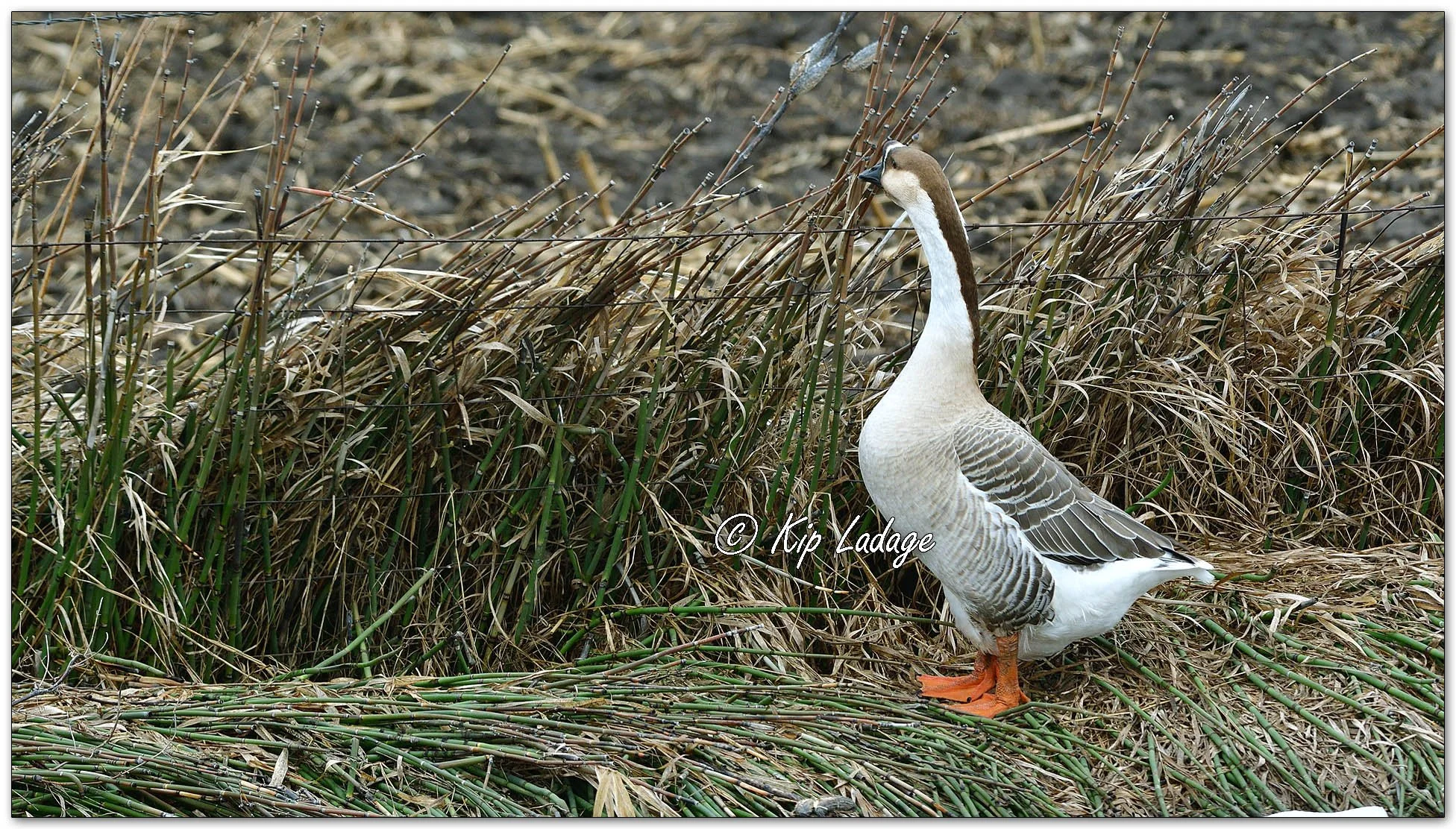 Domestic Swan Goose - Image 1069456