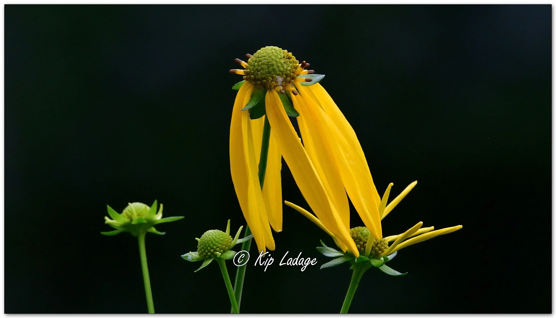 Cutleaf Coneflower in Rain - Image 1129397