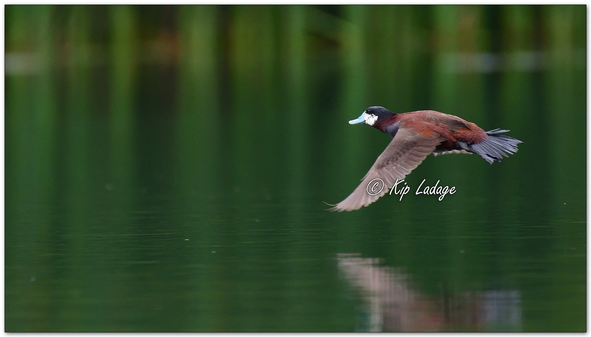Ruddy Duck - Image 1107235