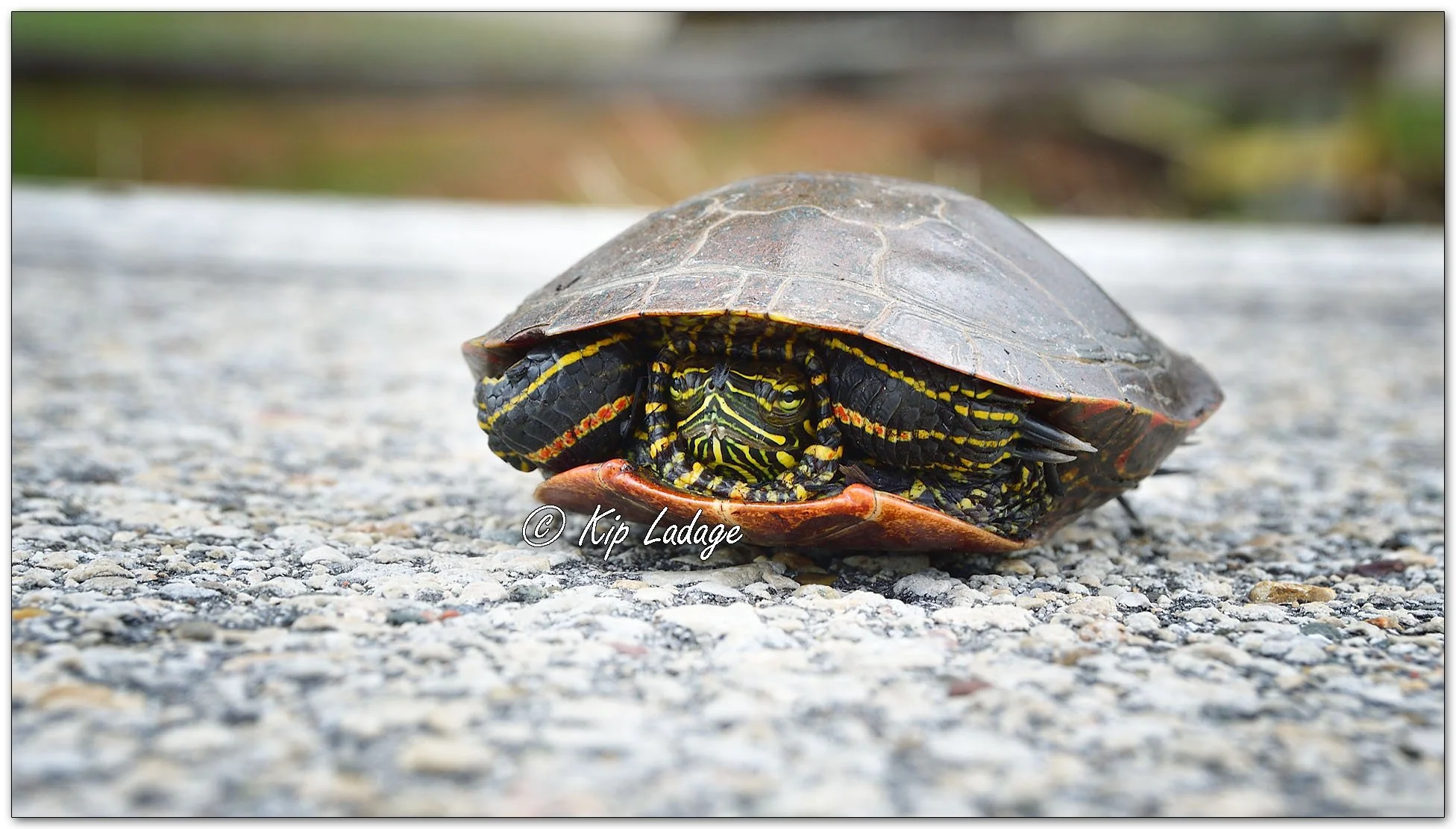 Painted Turtle in Shell (crossing the road) - Image 1086491