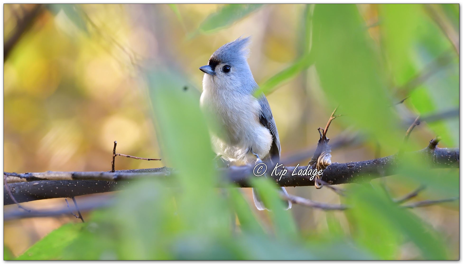 Tufted Titmouse - Image 1167795