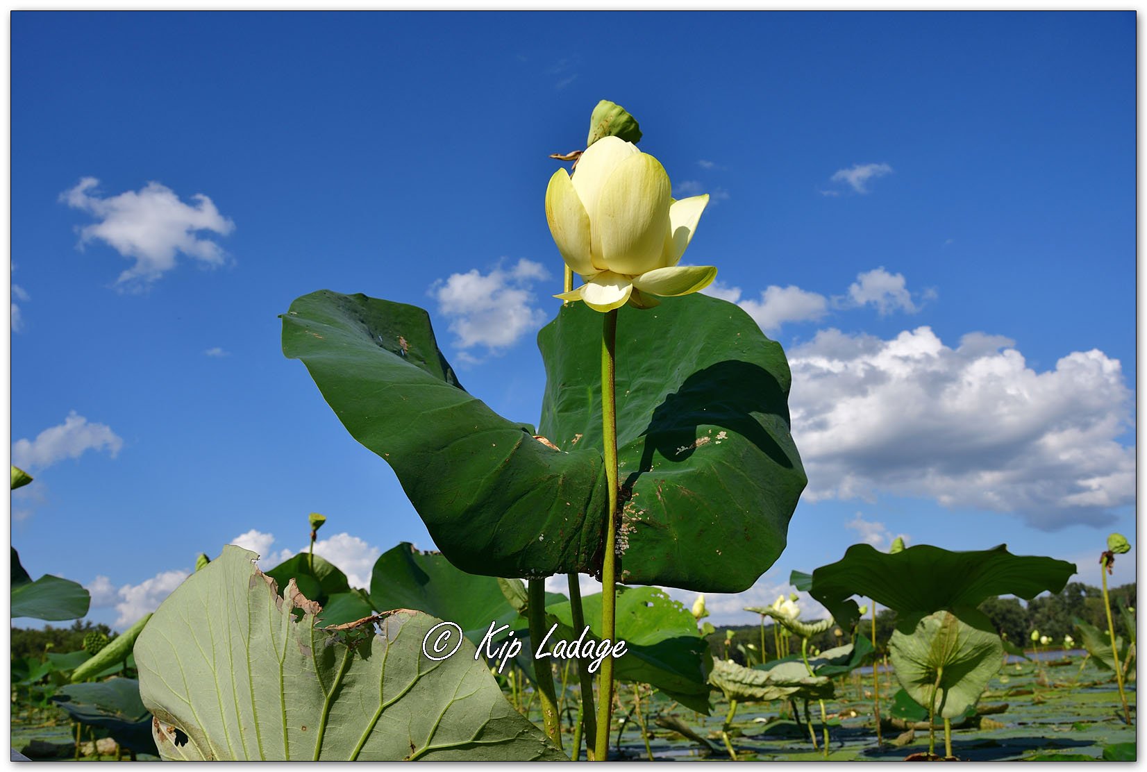 American Lotus - Image 1138017