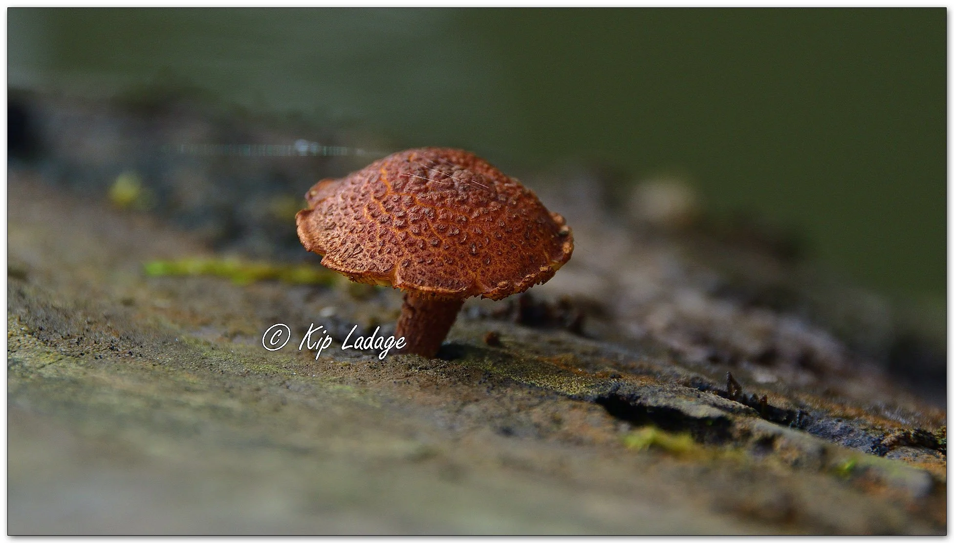 Powder-scale Pholiota - Image 1153775