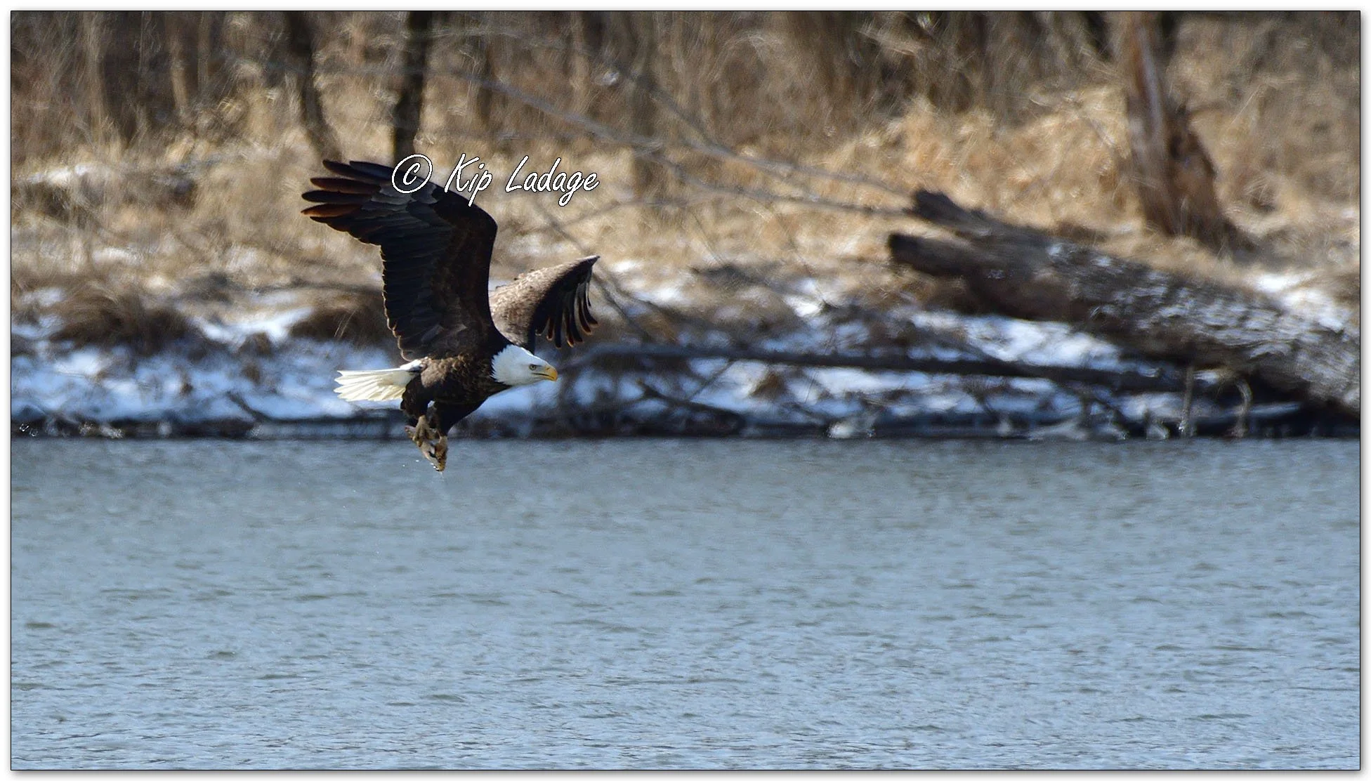 Bald Eagle Catching Fish - Image 1073413