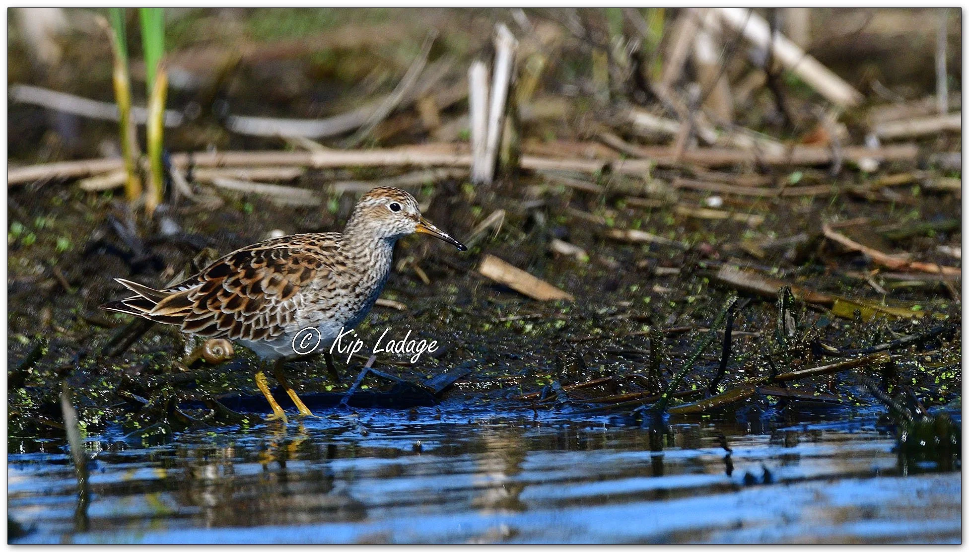 Pectoral Sandpiper - Image 1092975