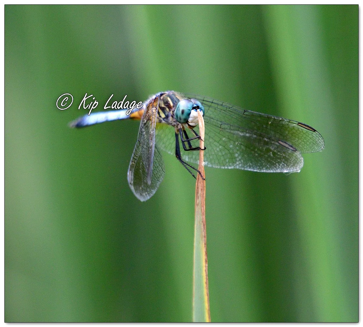 Blue Dasher Dragonfly - Image 1114610