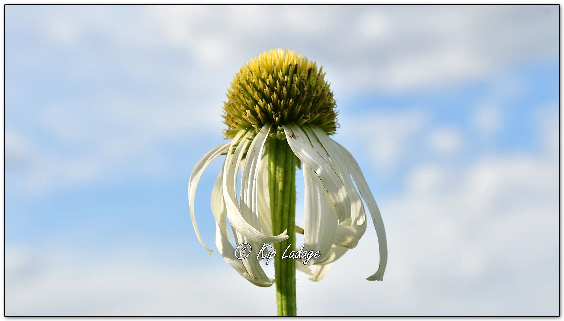 Purple Coneflower - Image 1110217