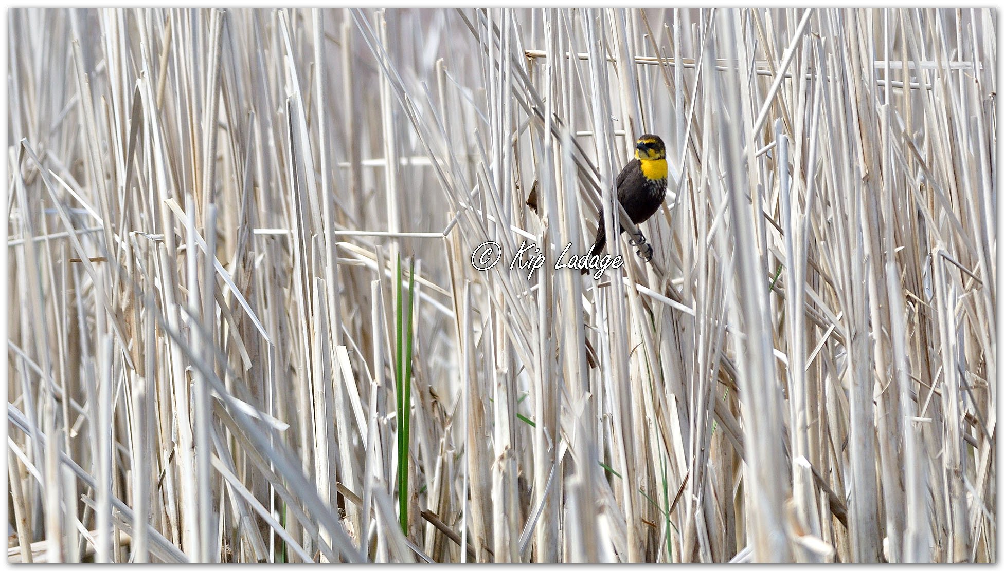 Yellow-headed Blackbird - Image 1093959