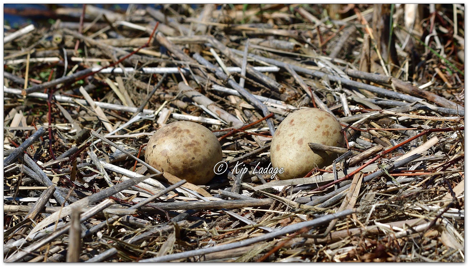 Sandhill Crane Nest with Eggs - image 963207