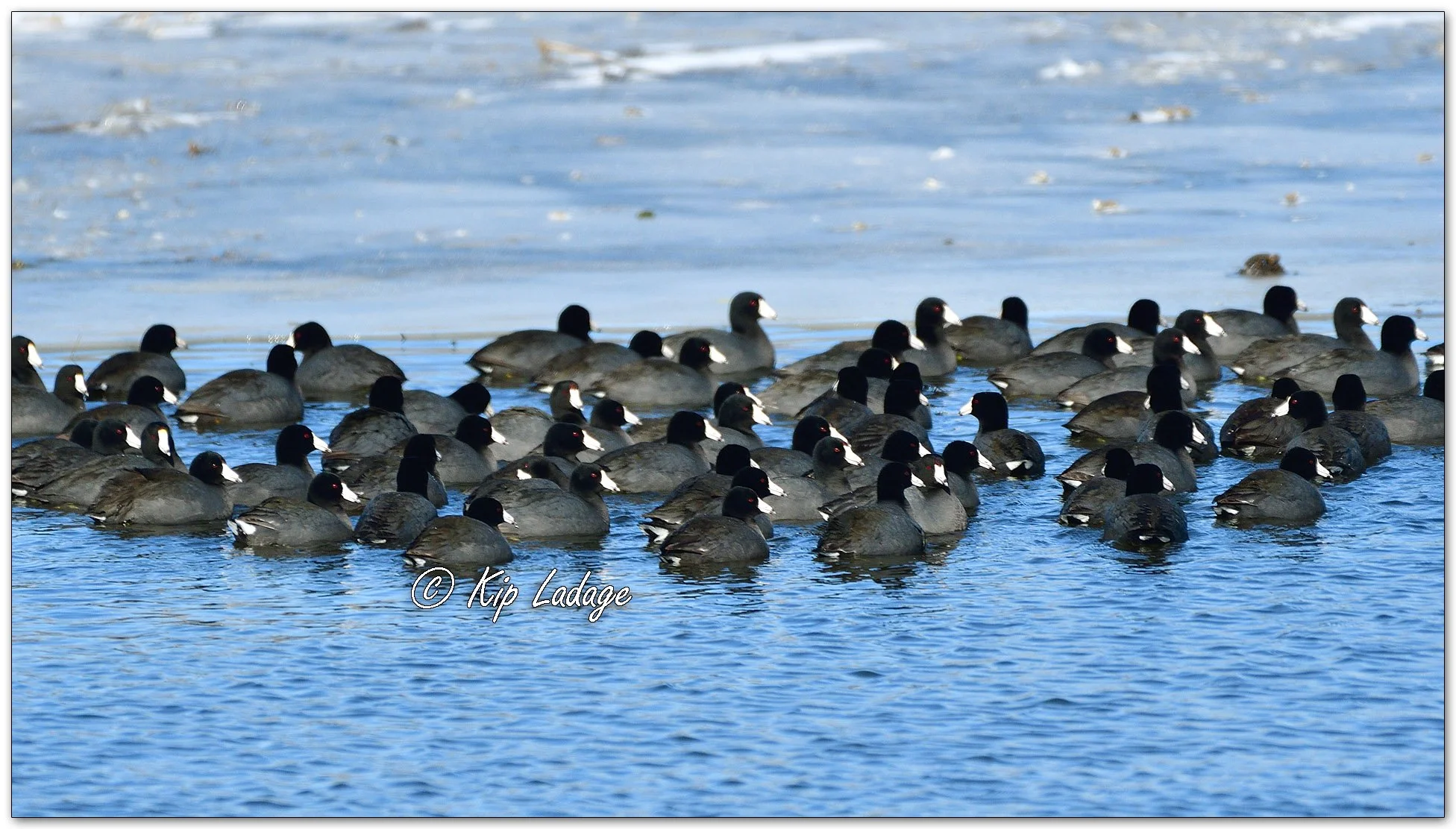 American Coots - Image 1074326
