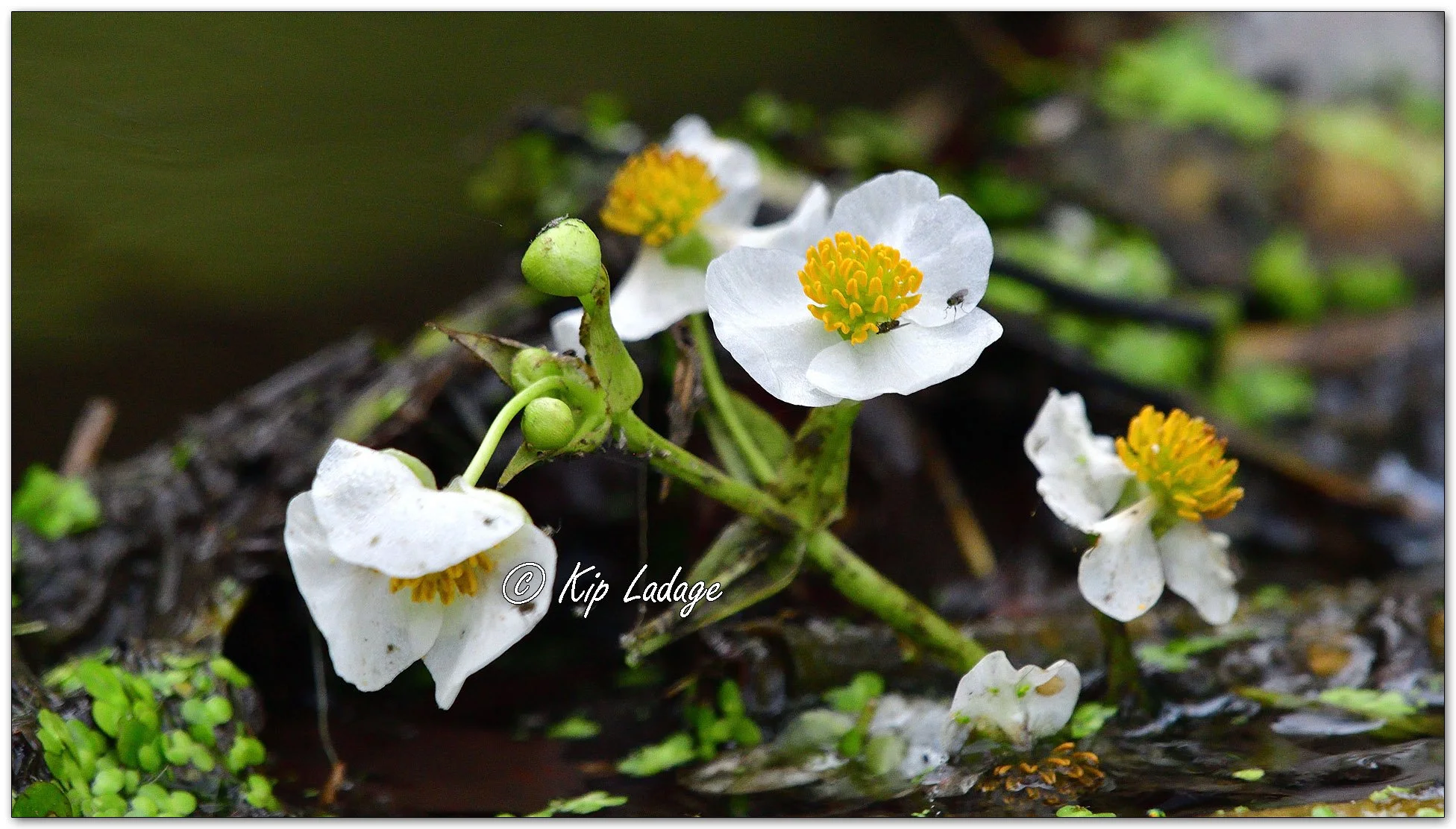 Broadleaf Arrowhead Blossoms - image 1136348