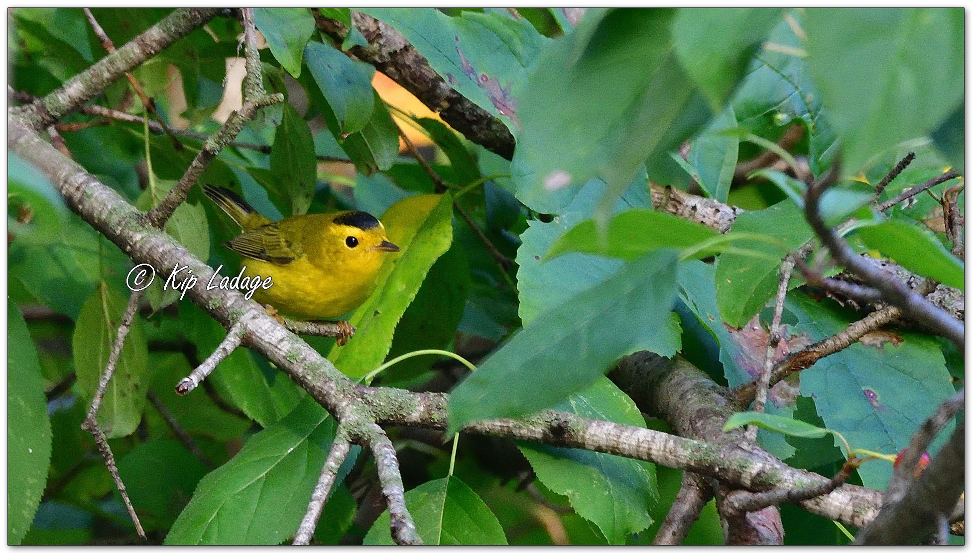 Wilson's Warbler - Image 1146256