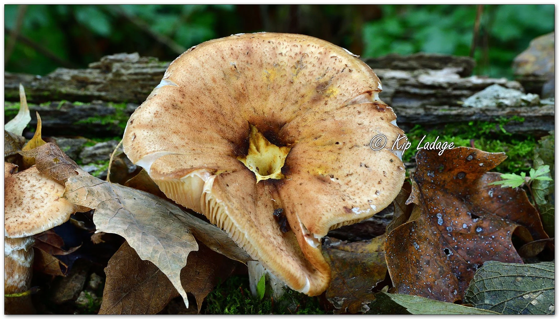 Bulbous Honey Fungus - Image 1163388