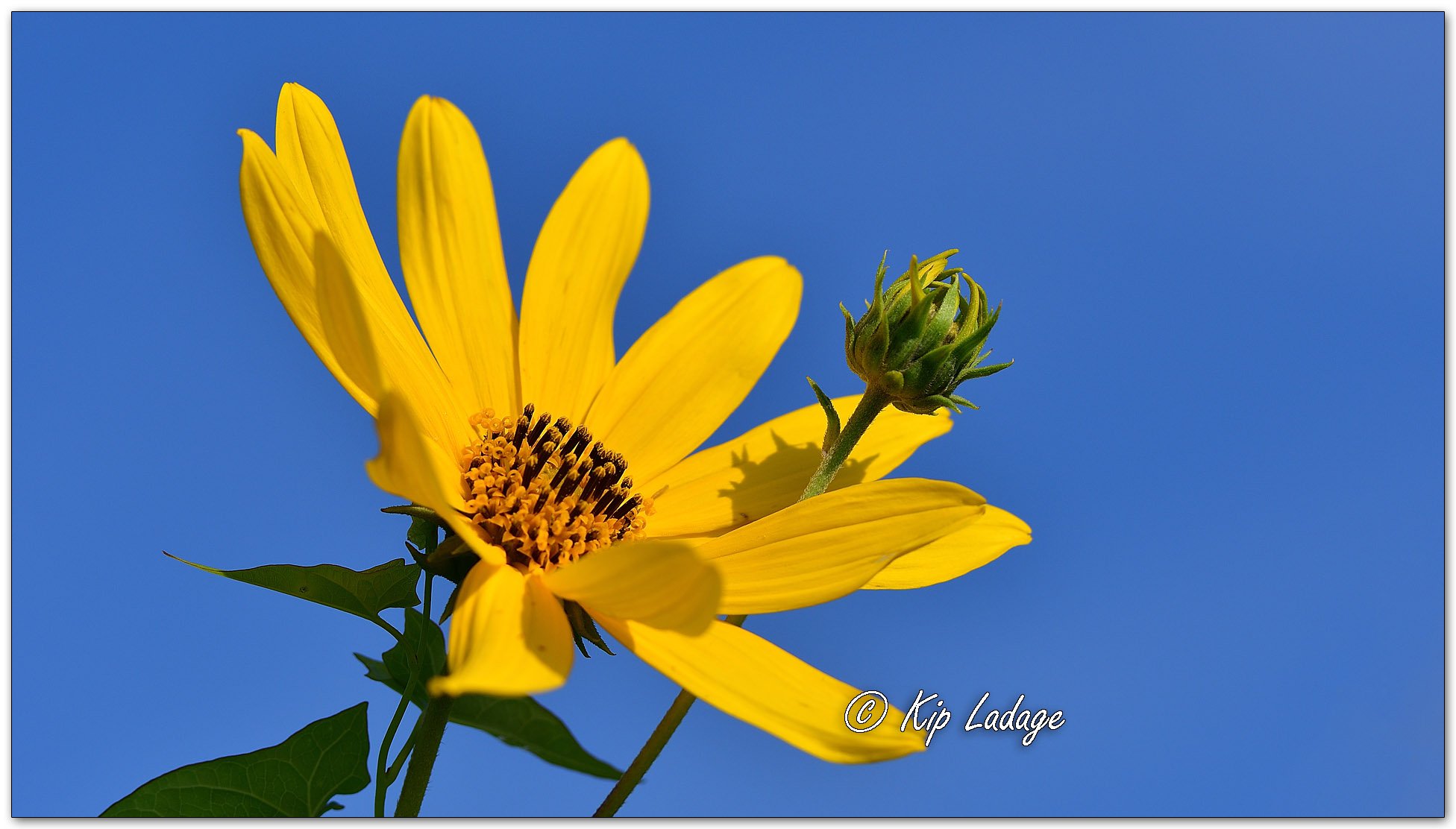 Jerusalem Artichoke - Image 1139653