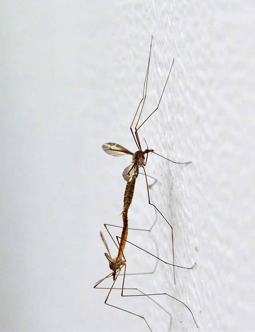 Mating Crane Flies - Image 1131631